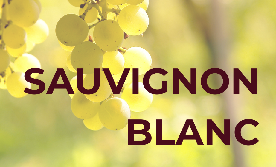 Sauvignon Blanc: about this grape variety